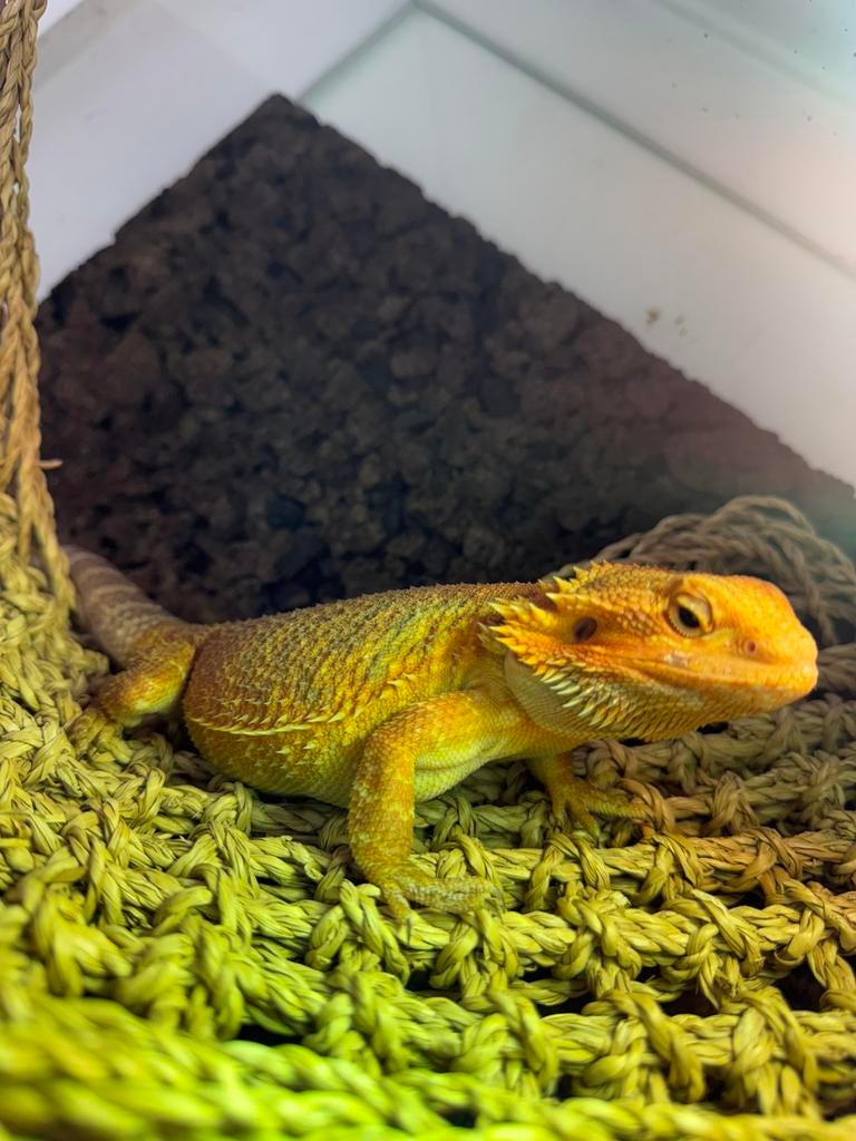 Morph baardagaam, Dieren en Toebehoren, Tam