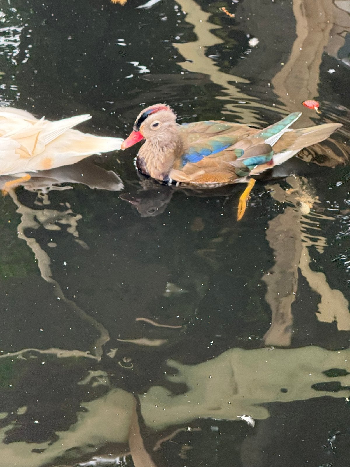 Mandarijn eenden wildkleur en wit, Dieren en Toebehoren, Meerdere dieren, Eend