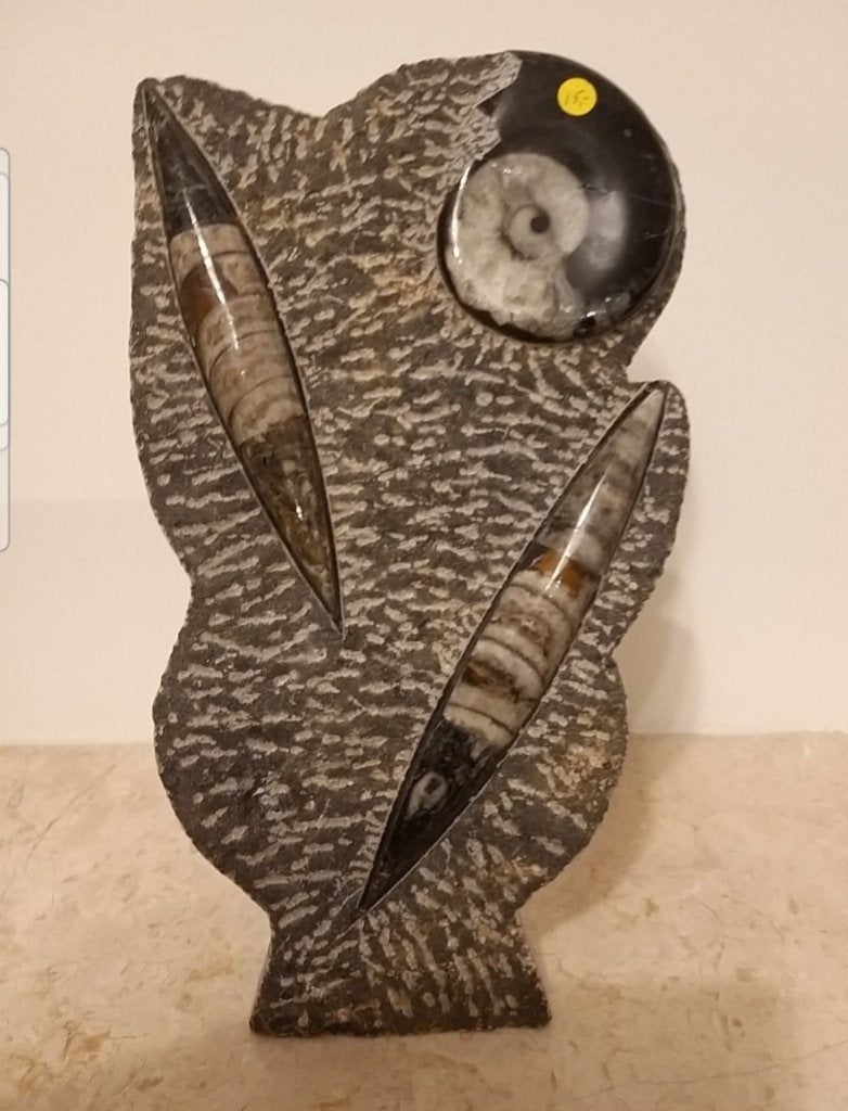 Lot 5 pcs Fossiles Hortocera H 18-20 cm, Collections, Enlèvement, Fossile