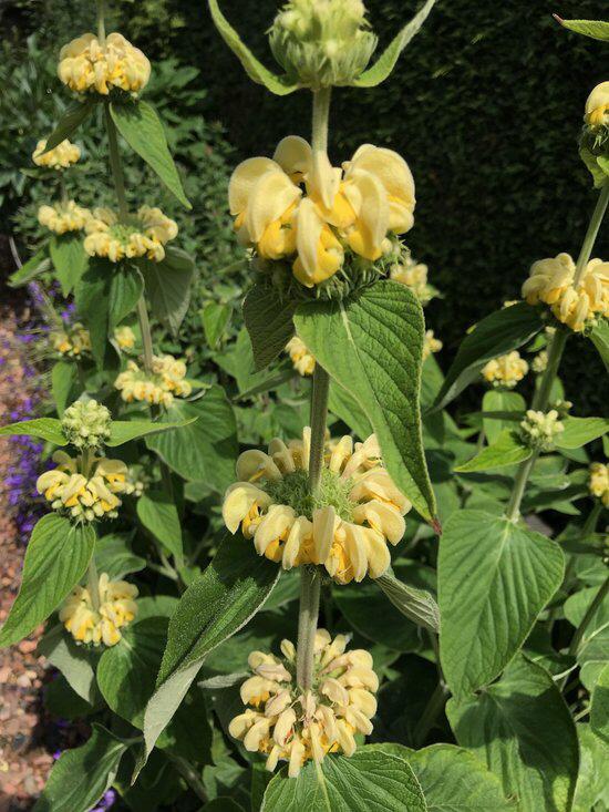 Phlomis russeliana/brandkruid/groenblijvende vaste plant., Tuin en Terras, Ophalen of Verzenden
