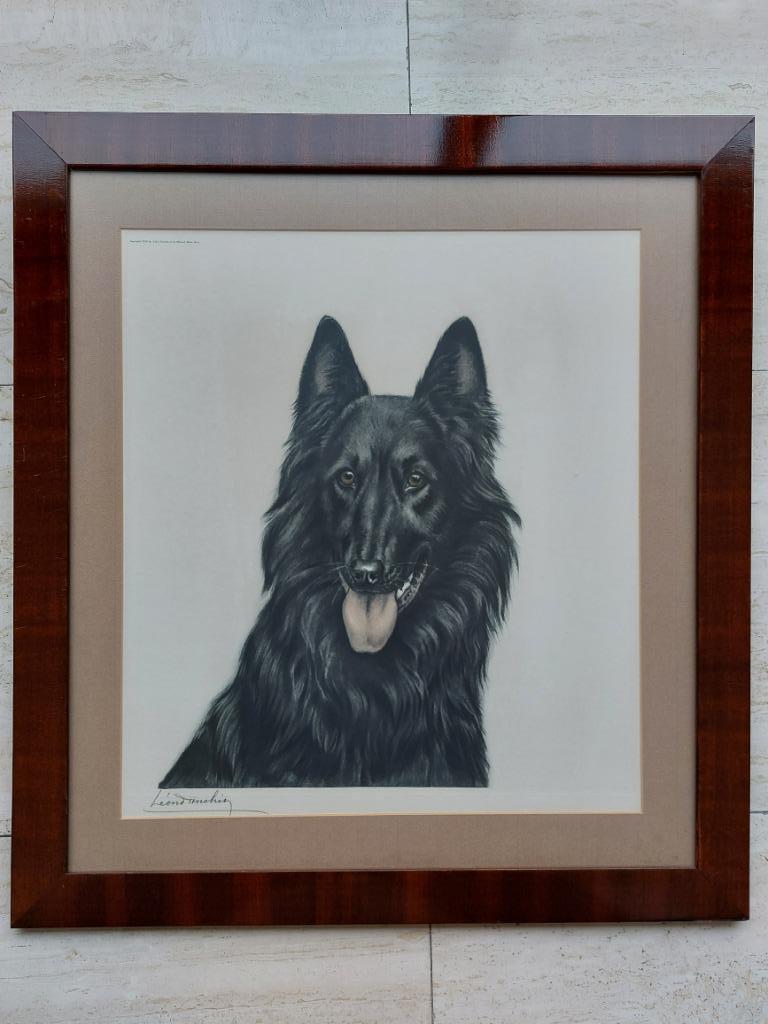 Léon DANCHIN Belgische herder Groenendaelse Groenendaeler, Ophalen of Verzenden