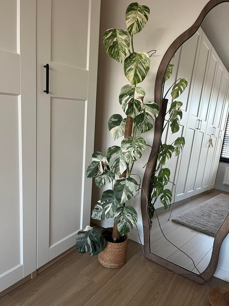 Monstera variegata, Enlèvement
