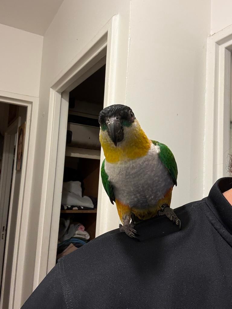 Caique a tete noir en ile de France, Enlèvement