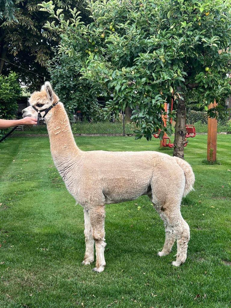Alpaca dekhengst Pedro, Juli, Mannelijk
