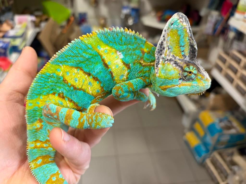 Grote keuze aan hagedissen,geckos ,kameleons,…, Dieren en Toebehoren
