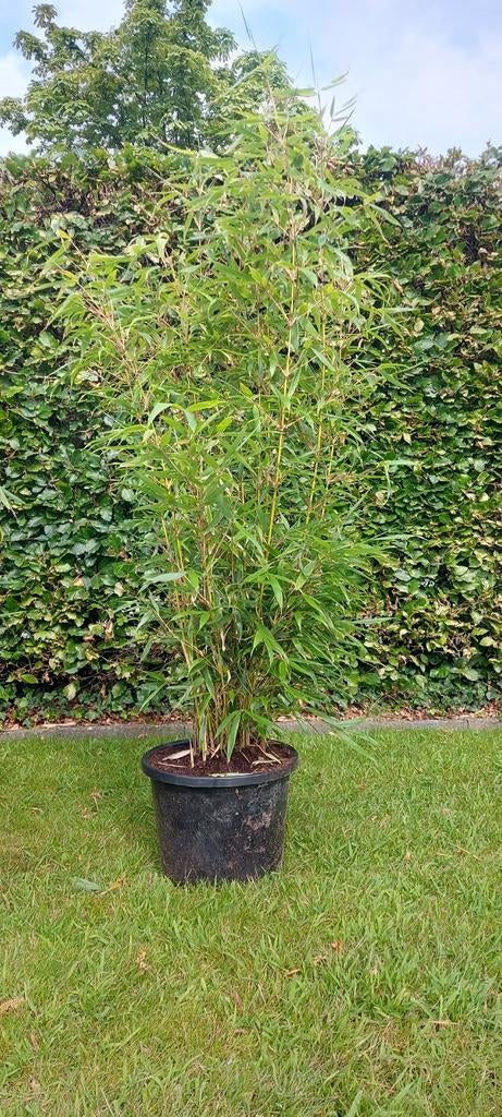 Niet woekerende bamboe  , Fargesia robusta campbell, Jardin & Terrasse, Plantes | Arbustes & Haies, Enlèvement, Bambou, Haie