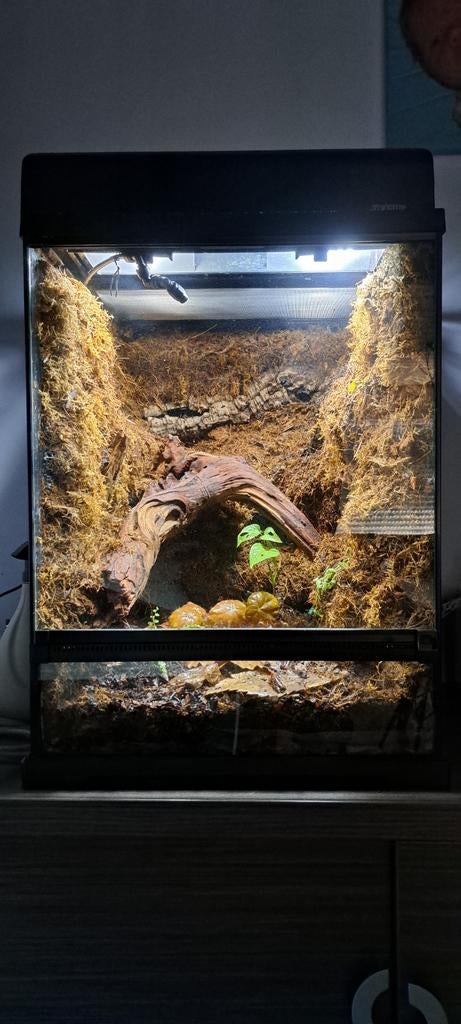 Terrarium Exo Terra 60cm x 45cm x 45cm, Dieren en Toebehoren, Ophalen