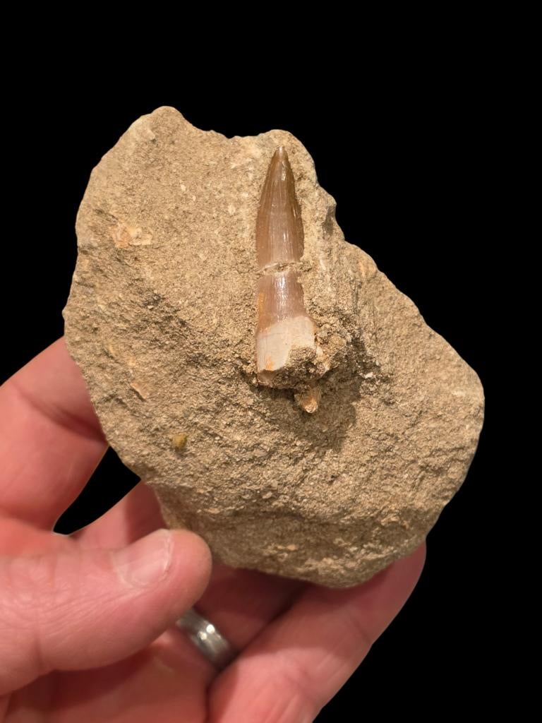 Plesiosaurus mauritanicus tand in matrix 9 cm., Ophalen of Verzenden, Fossiel
