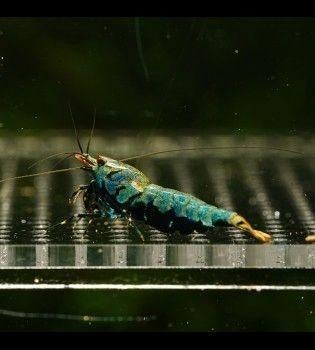 Boa caridina garnalen, Dieren en Toebehoren, Vissen | Aquariumvissen