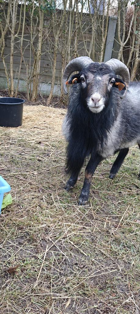 Ram kameroen te koop, Mannelijk, Schaap, 0 tot 2 jaar