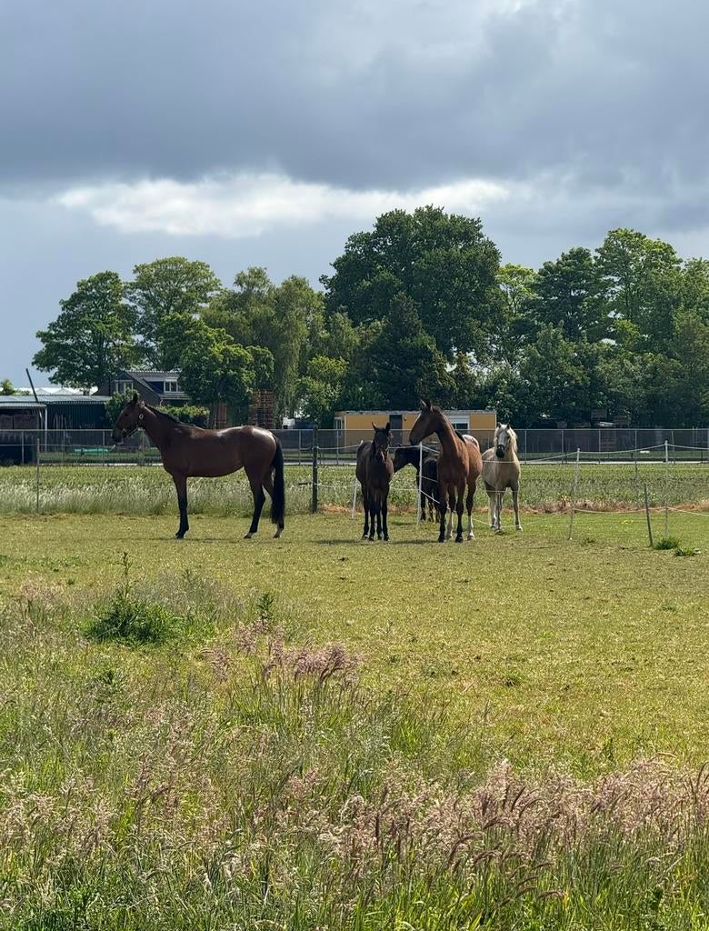 Gezocht! Kleinere merries (embryo / draag), Merrie, Niet van toepassing, 3 tot 6 jaar