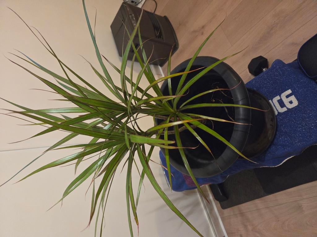 Palmboom, 100 tot 150 cm, Palm, In pot, Groene kamerplant