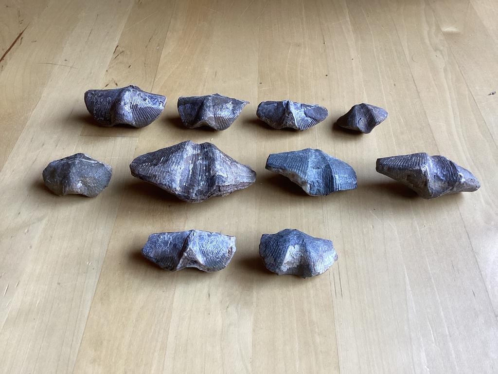 Sperifer gevonden in Barveaux, Ardennen., Ophalen of Verzenden, Schelp(en)