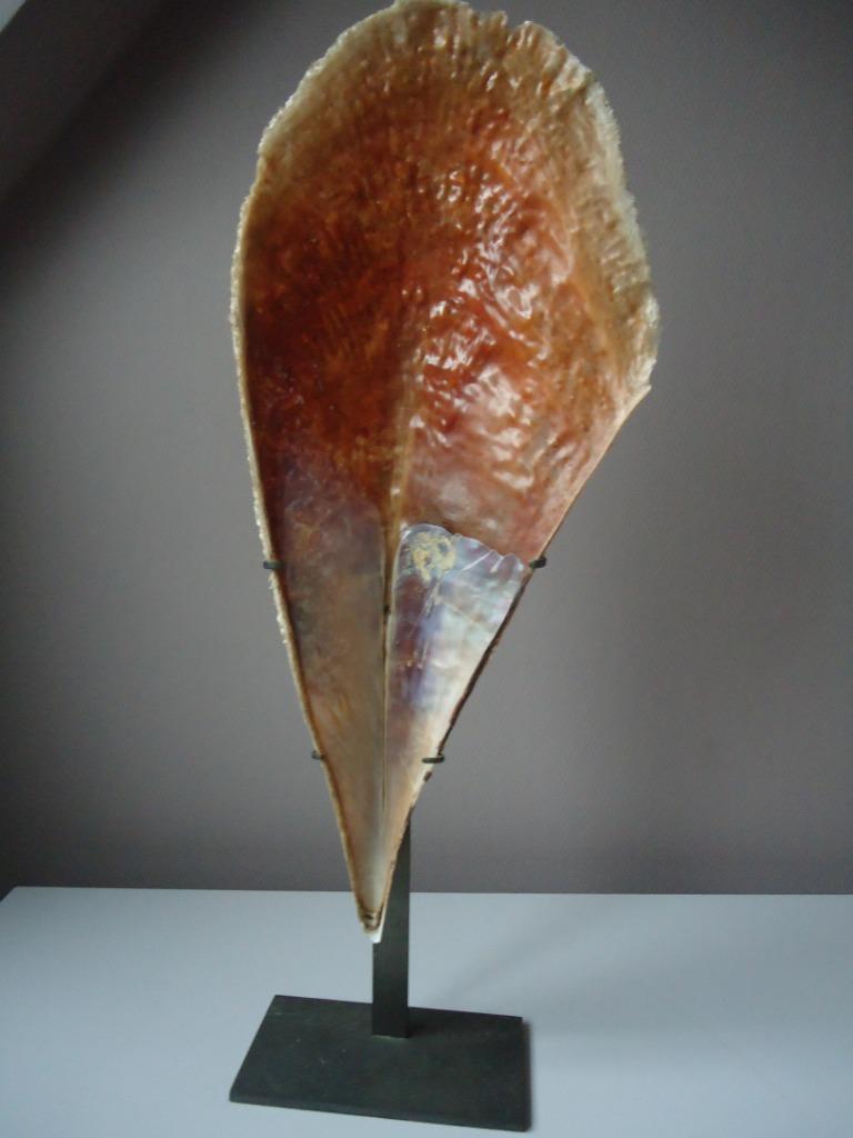 SCHELP "GRAND NACRE " PINNA NOBILIS LINNEUS, Verzamelen, Mineralen en Fossielen, Schelp(en), Ophalen