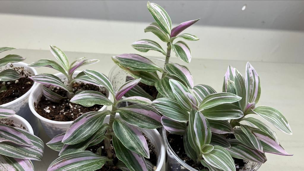 Tradescantia, Enlèvement ou Envoi