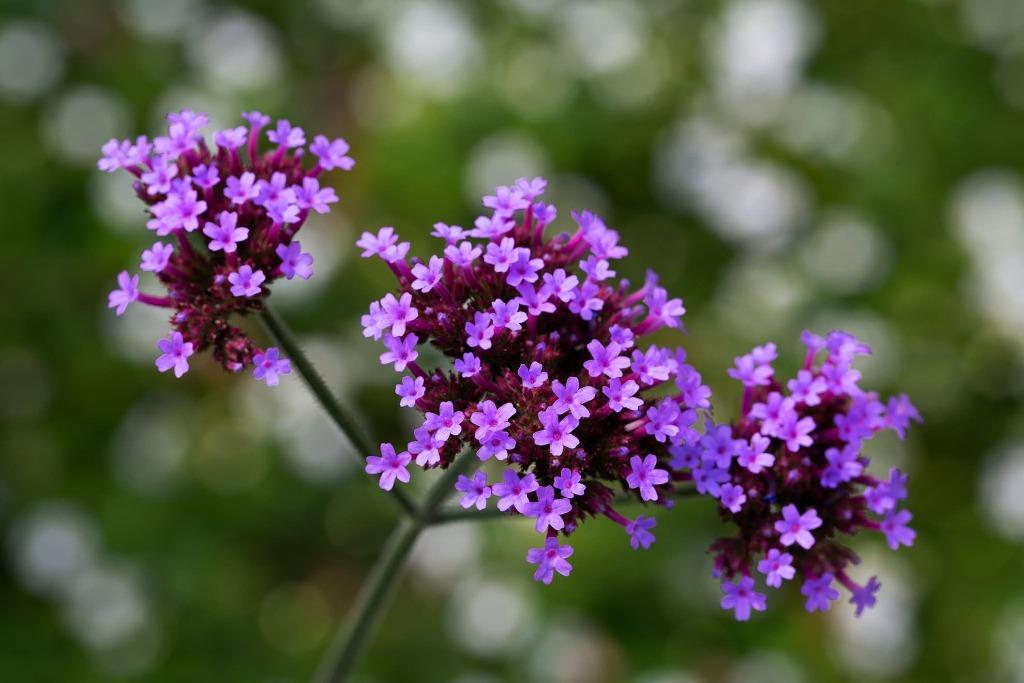 20 zaden Verbena bonariensis - ijzerhard, Tuin en Terras, Verzenden, Zaad