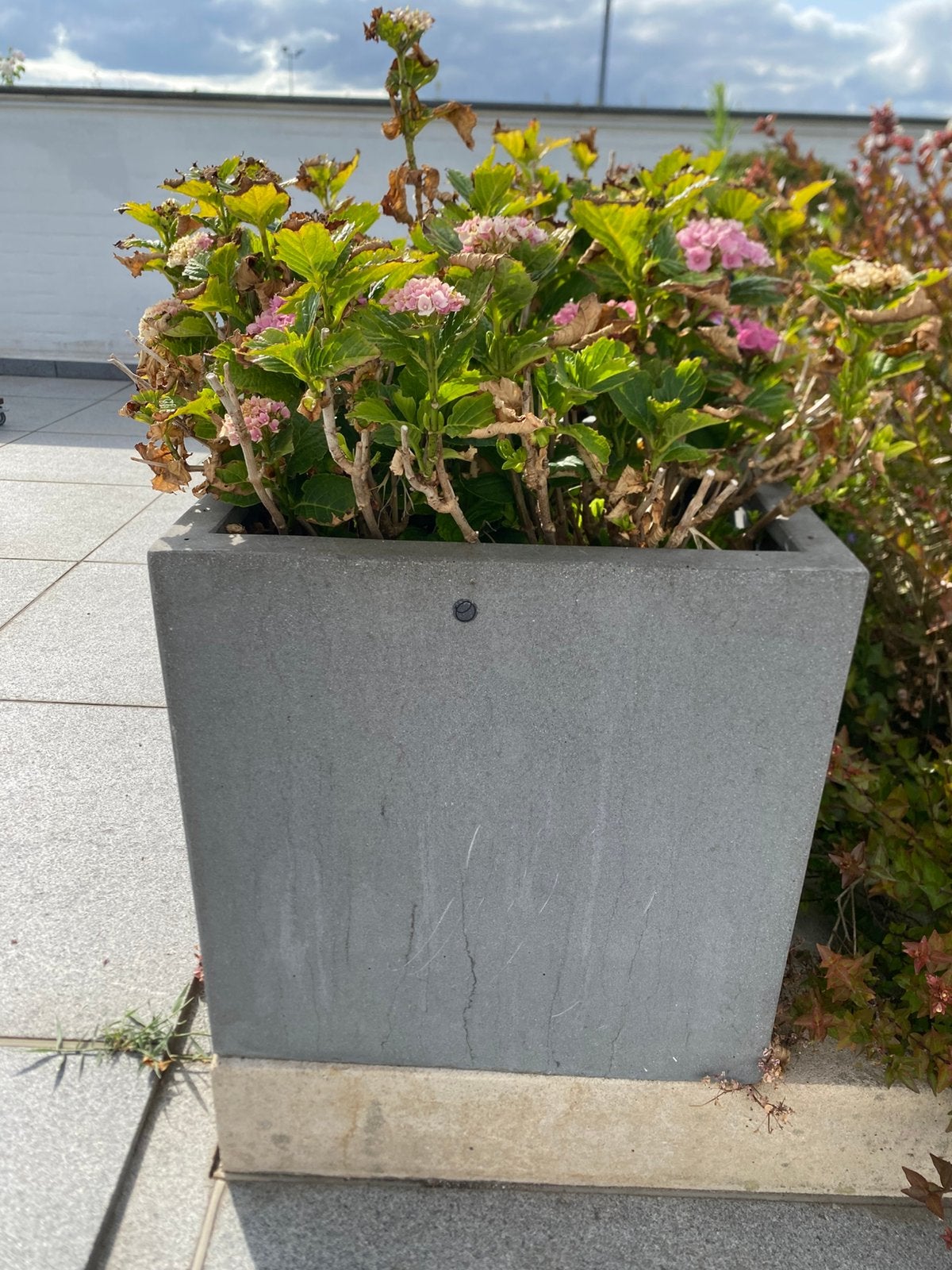 Hortensia in polyester pot, Ophalen, Zo goed als nieuw