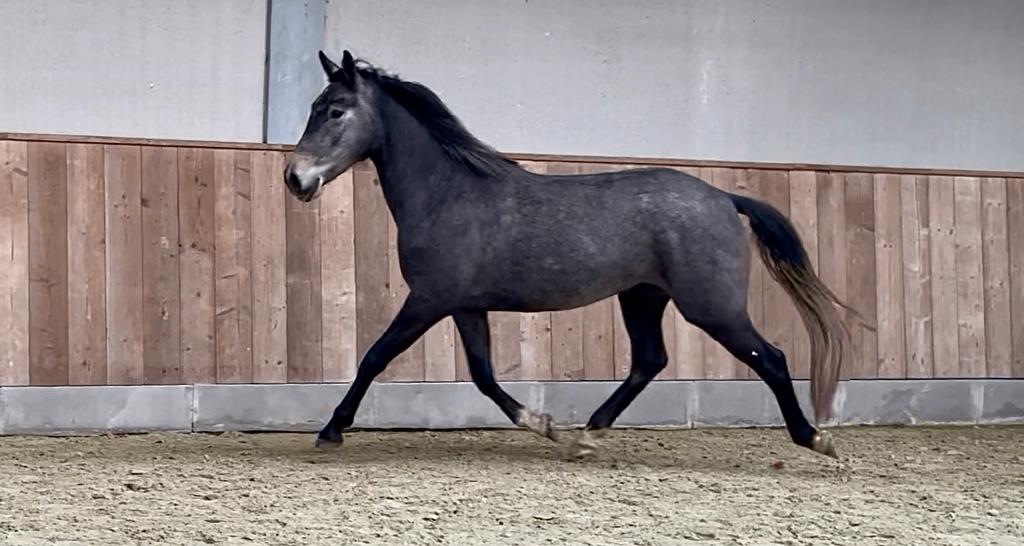 Merrie 3 jaar (Lipizzaner x Lusitano), Dieren en Toebehoren, Merrie, Minder dan 160 cm, Met stamboom, Dressuurpaard