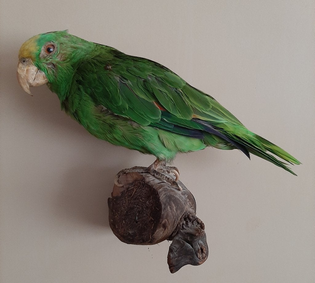 2 opgezette Amazone papagaaien, Ophalen, Gebruikt, Vogel, Opgezet dier