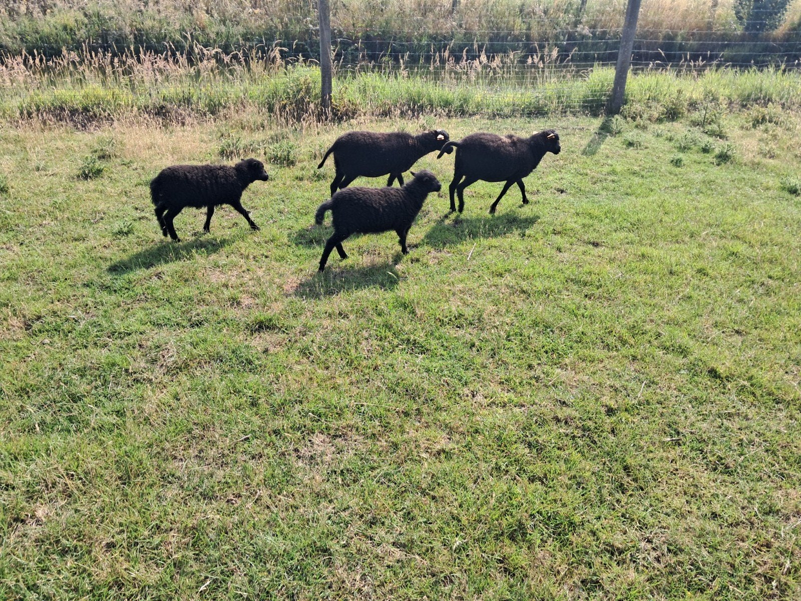 Ouessant zwart ram lam gezocht