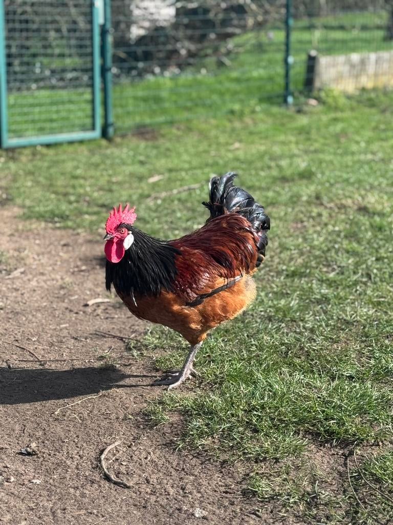 Jonge Vorwerk haan