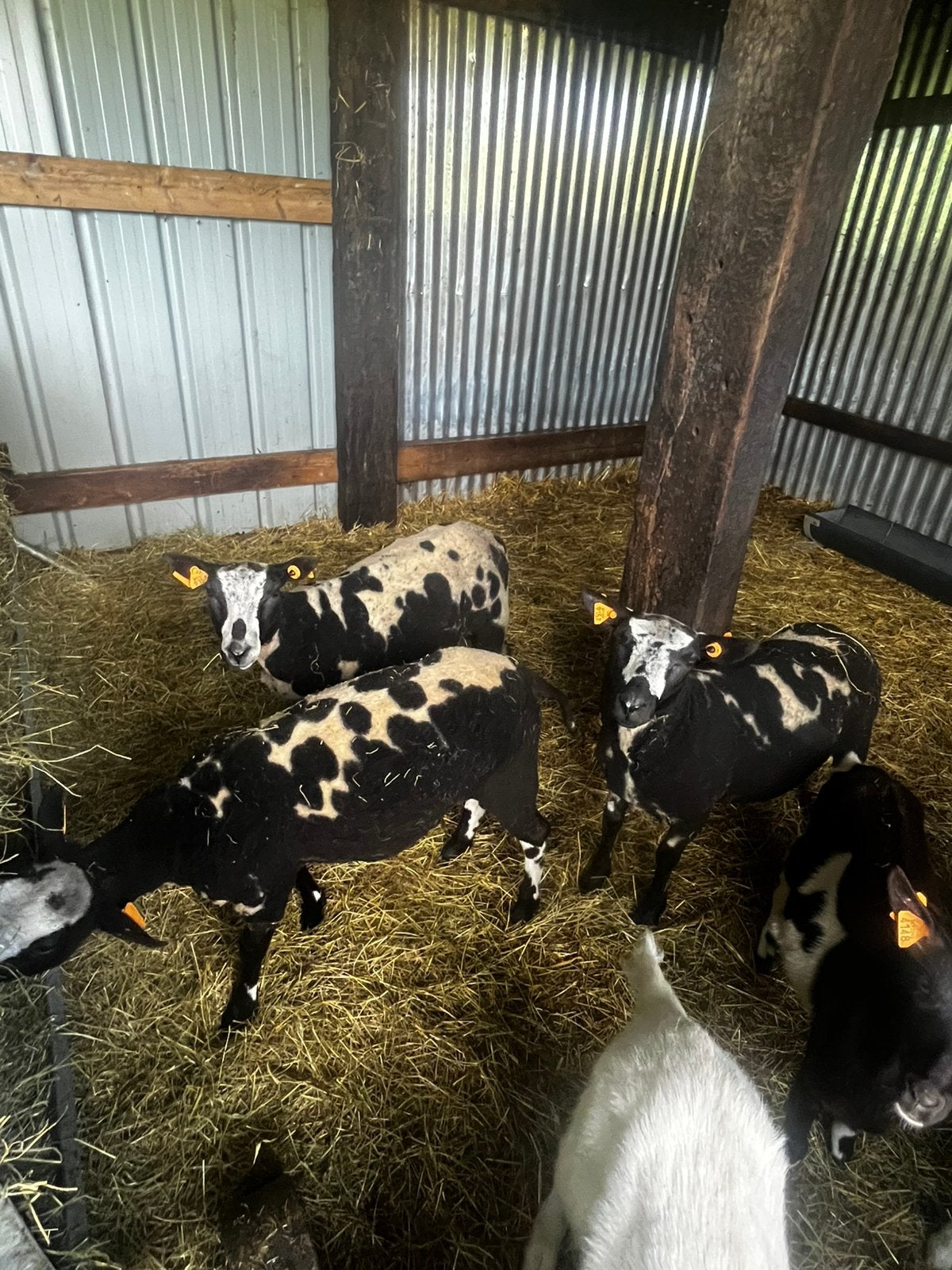 Baggerbonte ooien, Femelle, Mouton, 0 à 2 ans