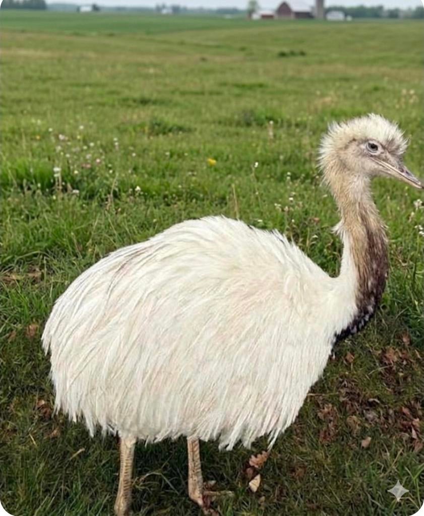 Vrouwelijke nandoe grijs of wit gezocht, Dieren en Toebehoren, Pluimvee