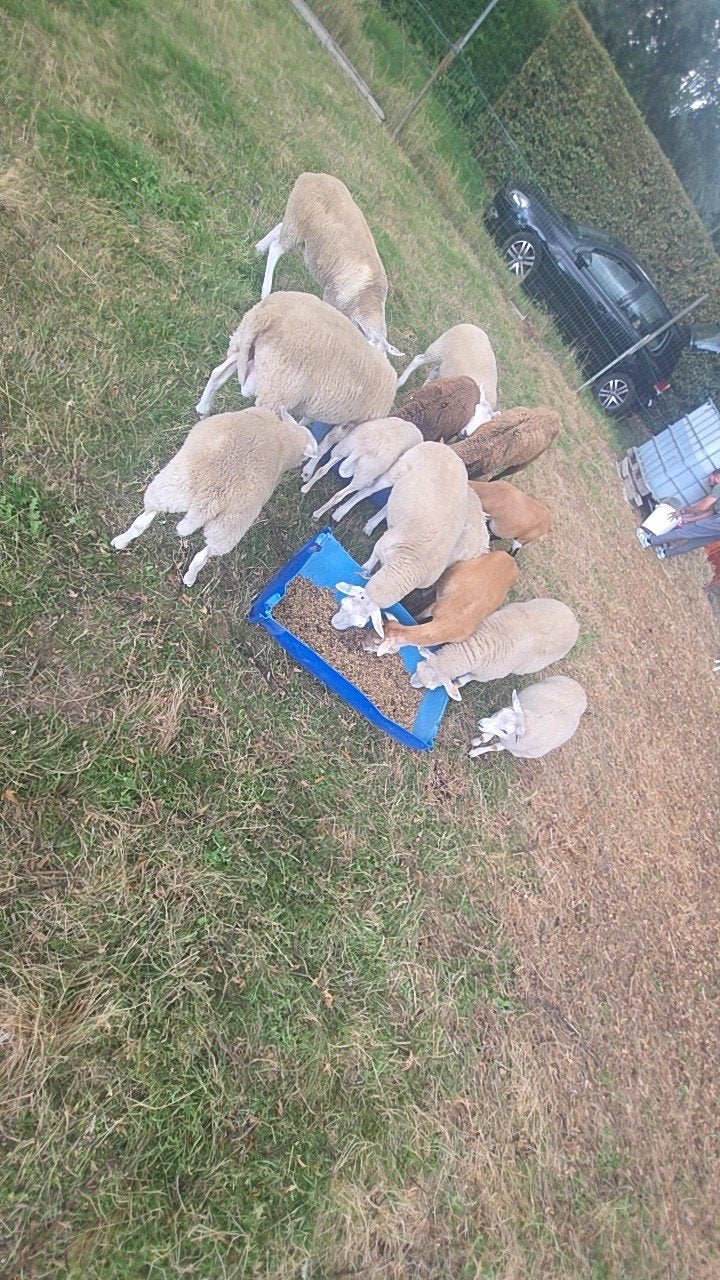 verschillende schapen te koop, Plusieurs animaux, Mouton, 0 à 2 ans
