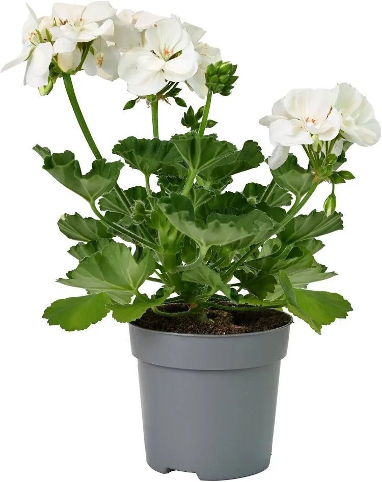 Witte geranium, Tuin en Terras, Volle zon, Eenjarig, Zomer, Ophalen