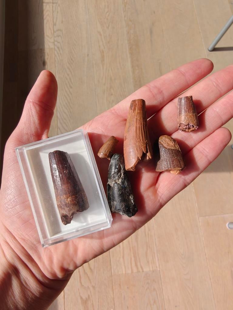 Lot fossiele tanden: dinosaurus en krokodil., Enlèvement ou Envoi