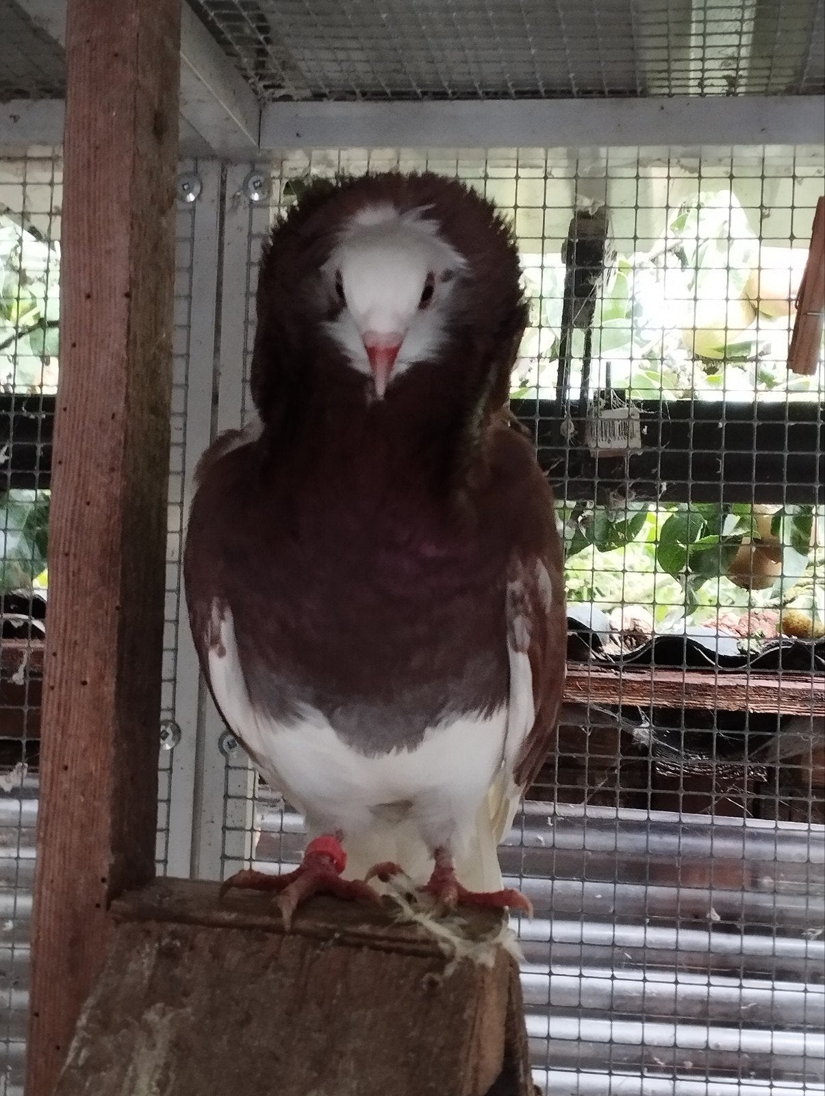 sierduiven, Dieren en Toebehoren