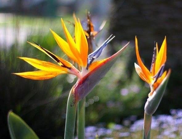 Strelitzia reginae , ou oiseaux du paradis., Ophalen of Verzenden, Zomer, Vaste plant, Volle zon