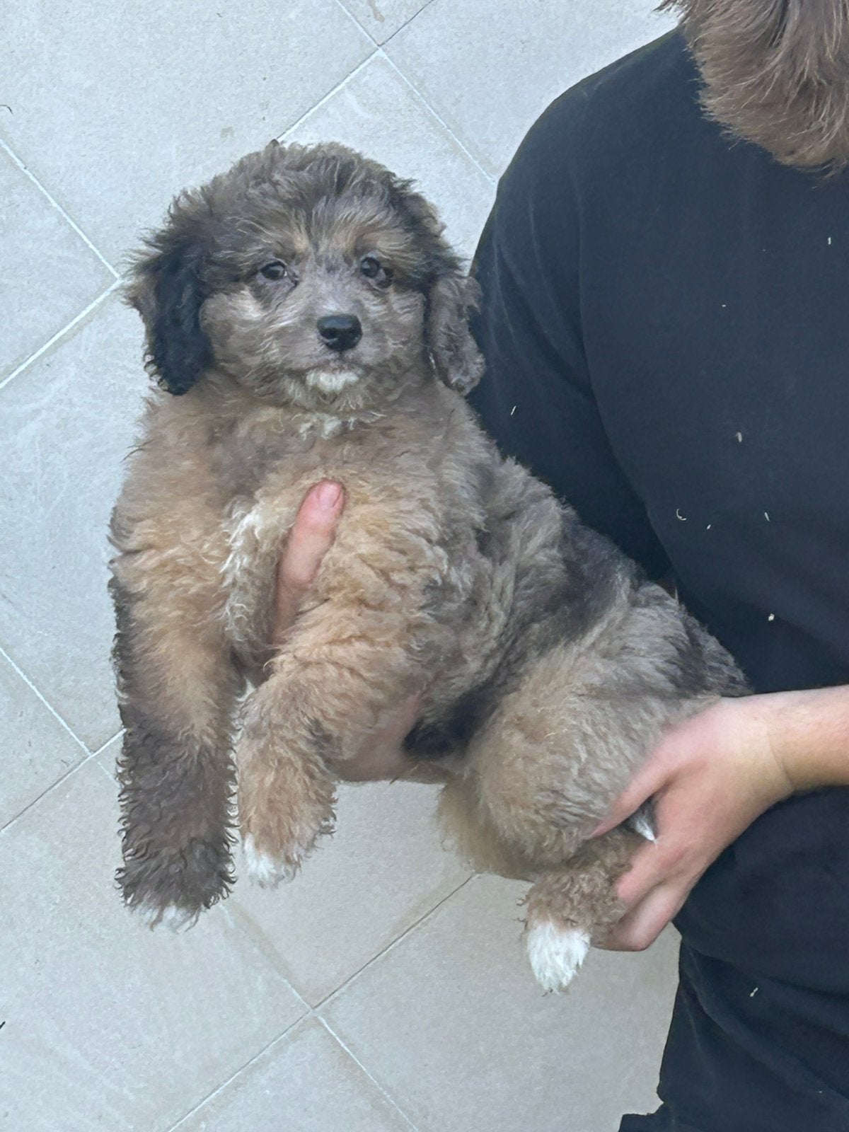 Mini Australian doodles, Parvo, België, Overige rassen, 8 tot 15 weken