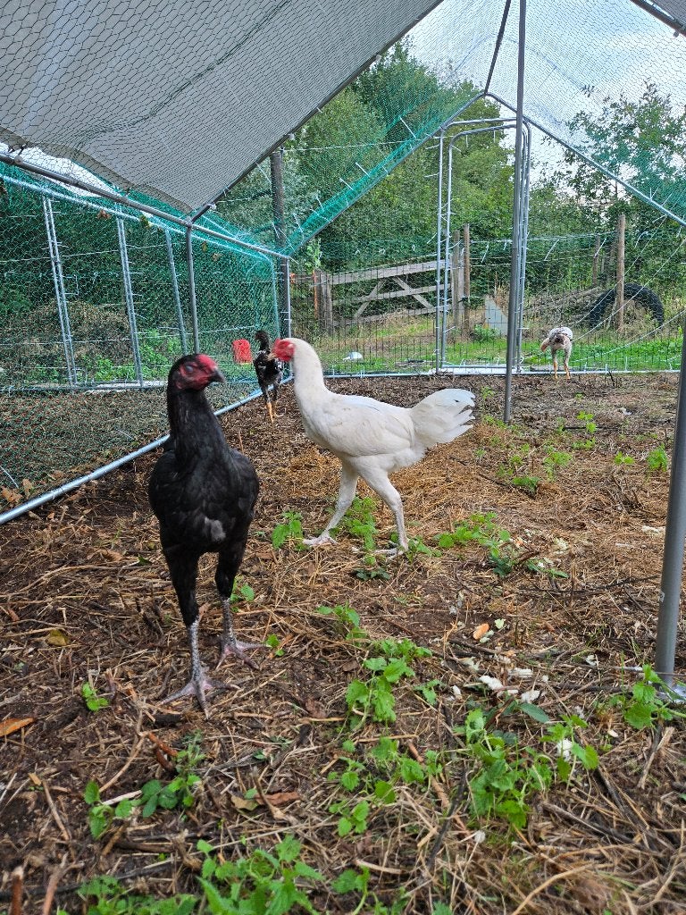 Flamenco Gigante - Flemish Giant, Animaux & Accessoires, Plusieurs animaux, Poule ou poulet