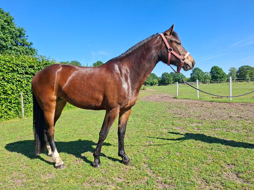 Freiberger paard, Moins de 160 cm, Avec pedigree, 0 à 2 ans, Non dressé
