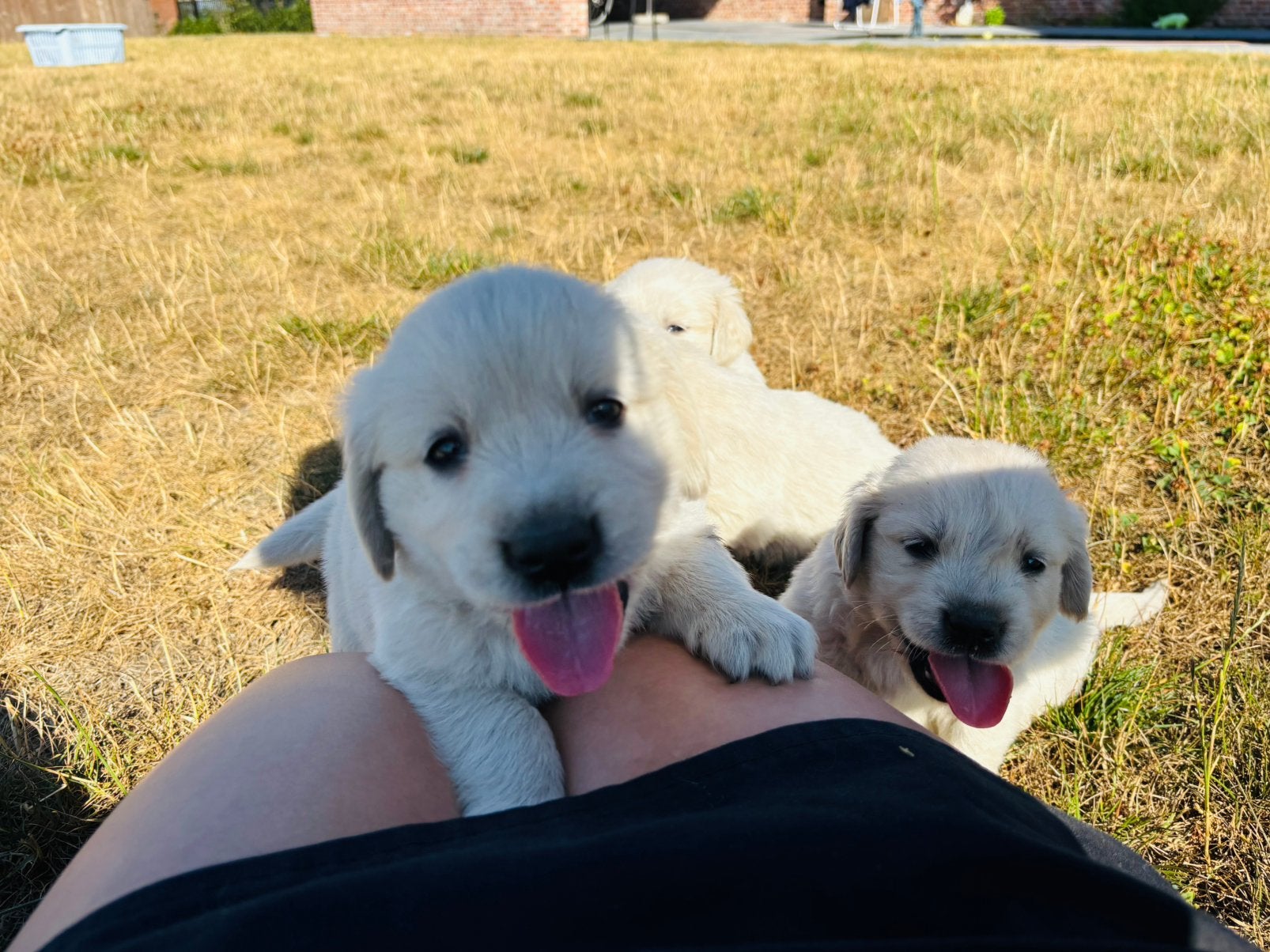 Lief nestje Golden Retriever pups, Dieren en Toebehoren, Golden retriever, België, Fokker | Hobbymatig, 8 tot 15 weken
