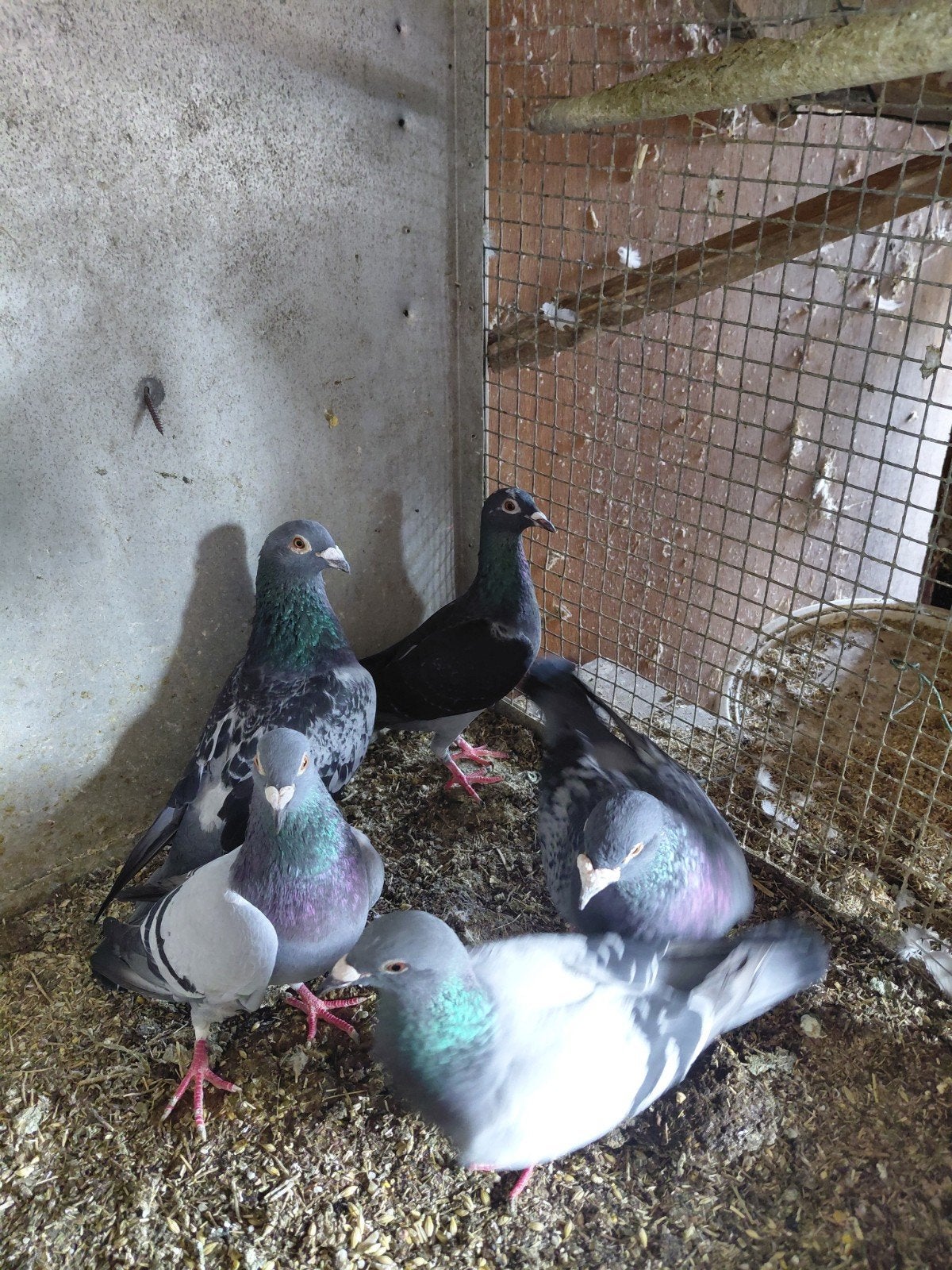 Pigeons, Animaux & Accessoires