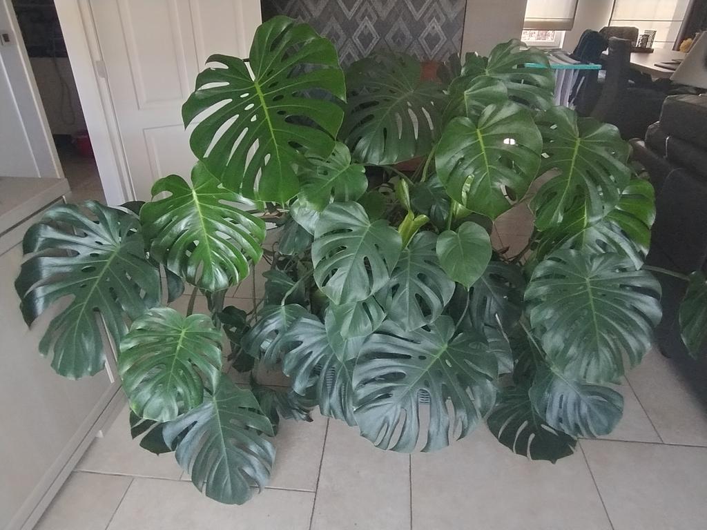 Monstera deliciosa kamerplant, Ophalen, 100 tot 150 cm, Overige soorten, Halfschaduw