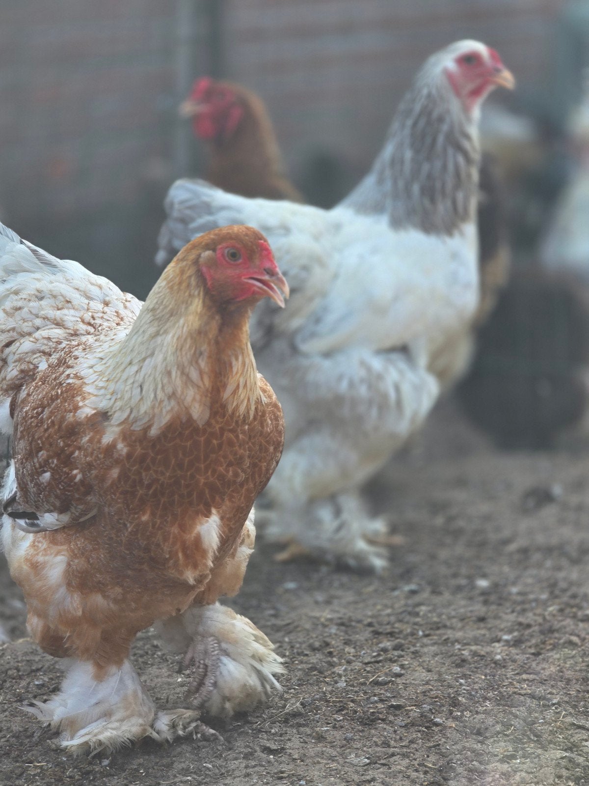 brahma kuikens
