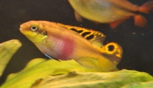 koppel kersenbuik chiclide (Pelvicachromis pulcher), Dieren en Toebehoren, Vis, Zoetwatervis