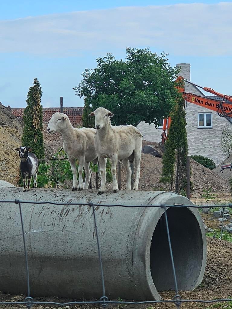 Schapen 3 Easy care jonge rammen  April 2025, Mâle, Mouton, 0 à 2 ans