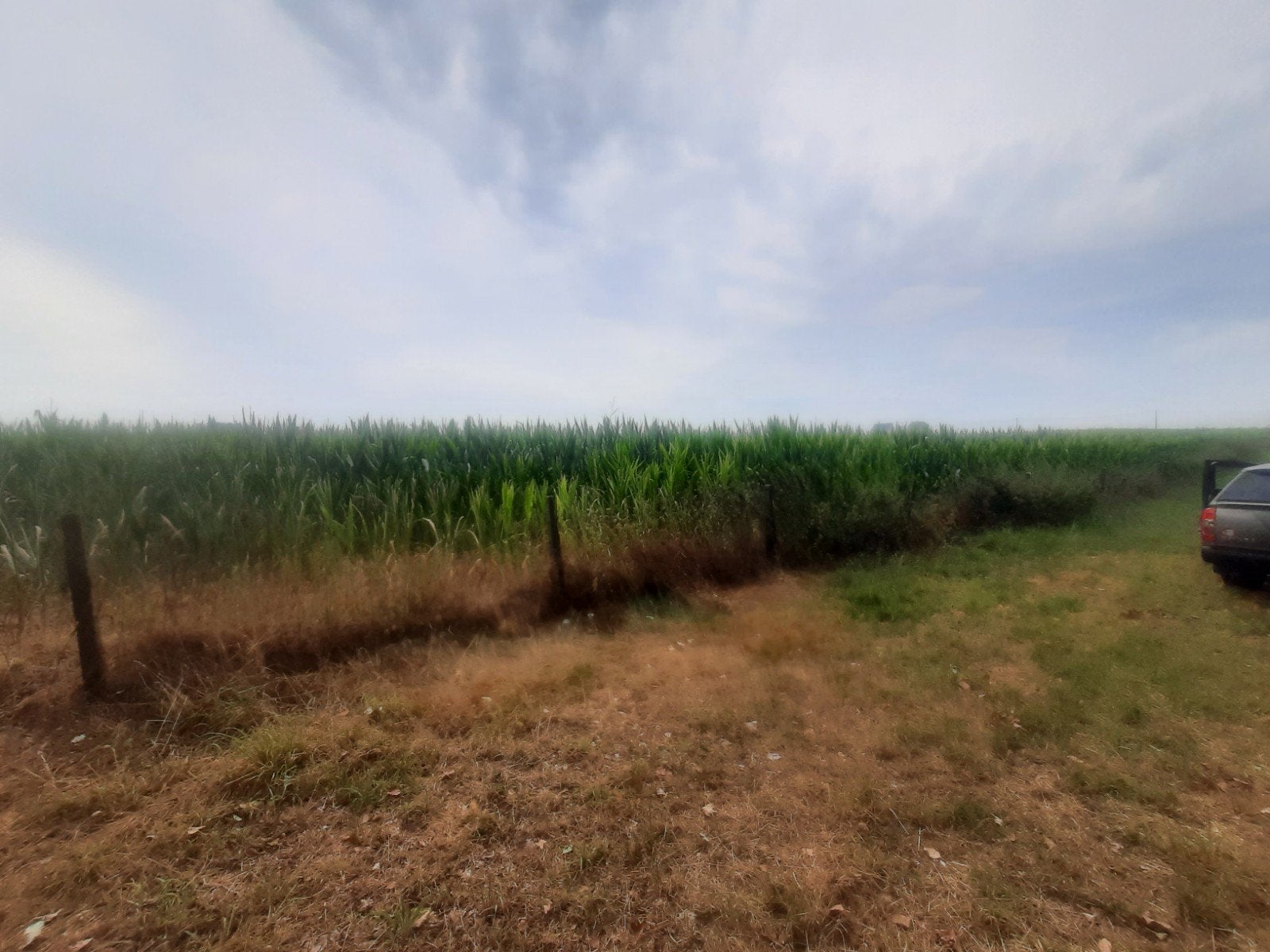 6ha mais, Dieren en Toebehoren, Ophalen
