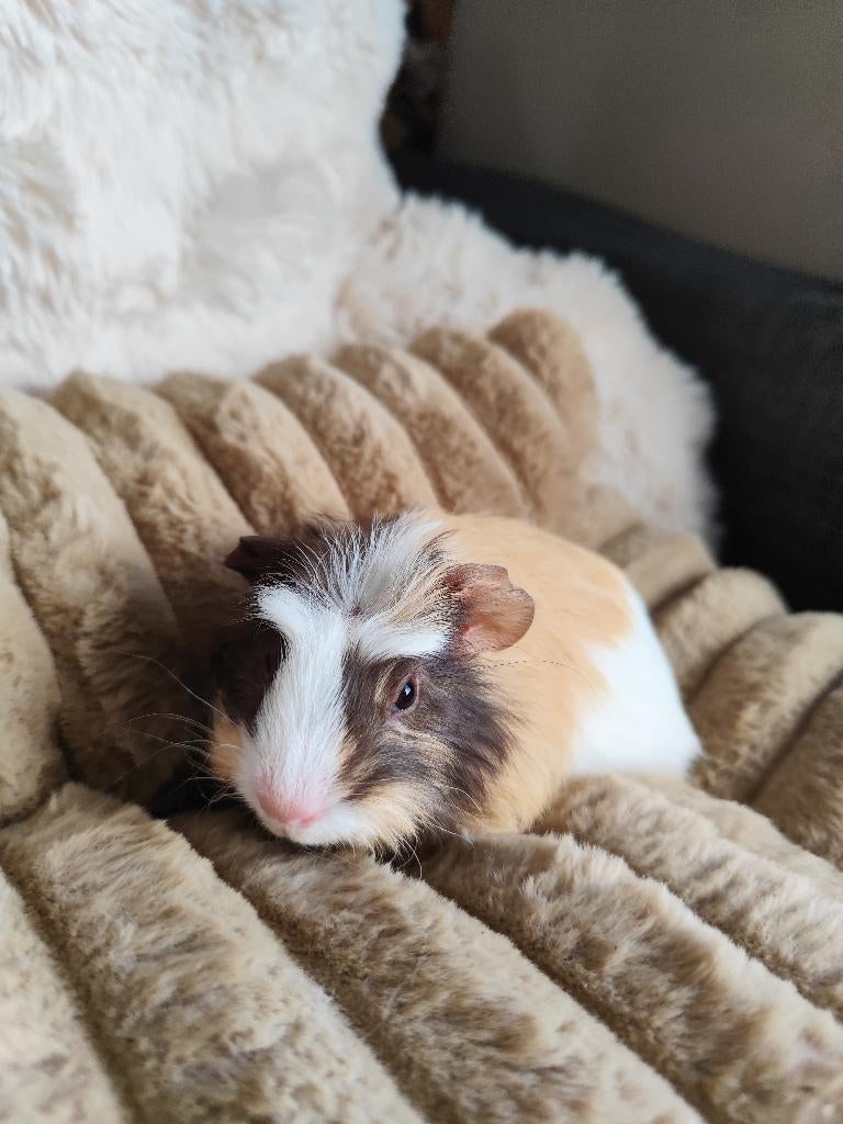 Jonge cavia's zoeken thuis, Dieren en Toebehoren, Februari, Mannelijk, Cavia
