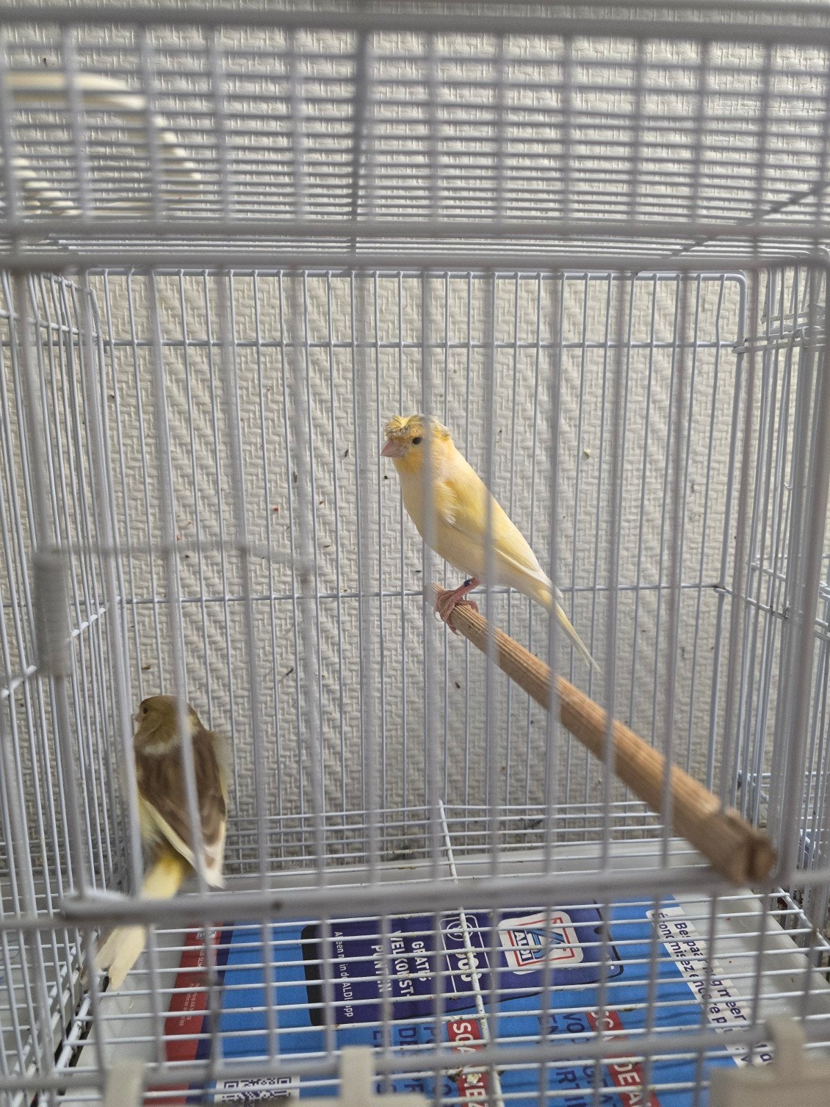 Koppel kanarie 45 €, Dieren en Toebehoren, Vogels | Kanaries