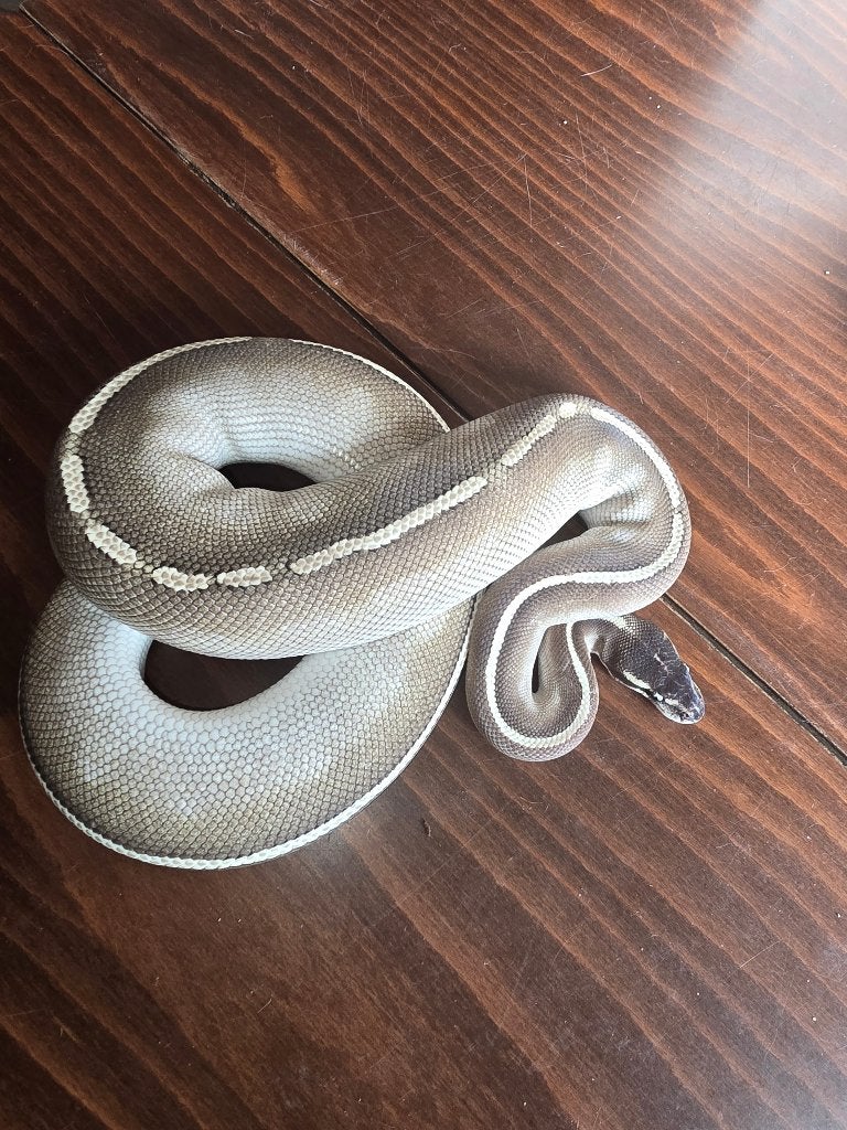 Ball python Ball Python - female for sale from joe dalton