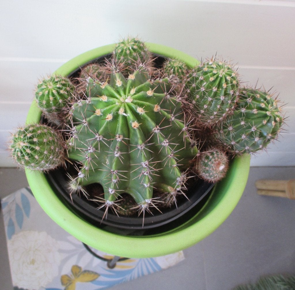 cactus, 100 tot 150 cm, Ophalen of Verzenden, Cactus, Volle zon