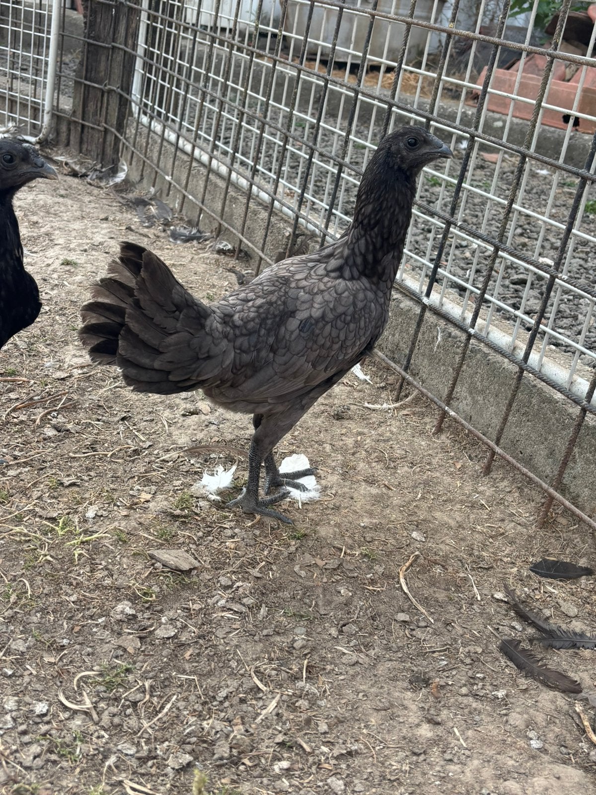 Luikse vechters, Dieren en Toebehoren, Meerdere dieren, Kip