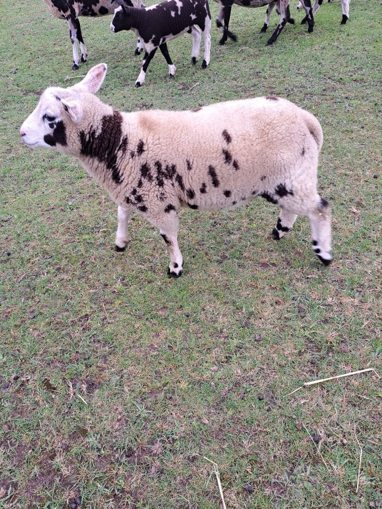 Baggerbont ramlam, Dieren en Toebehoren, Schapen, Geiten en Varkens