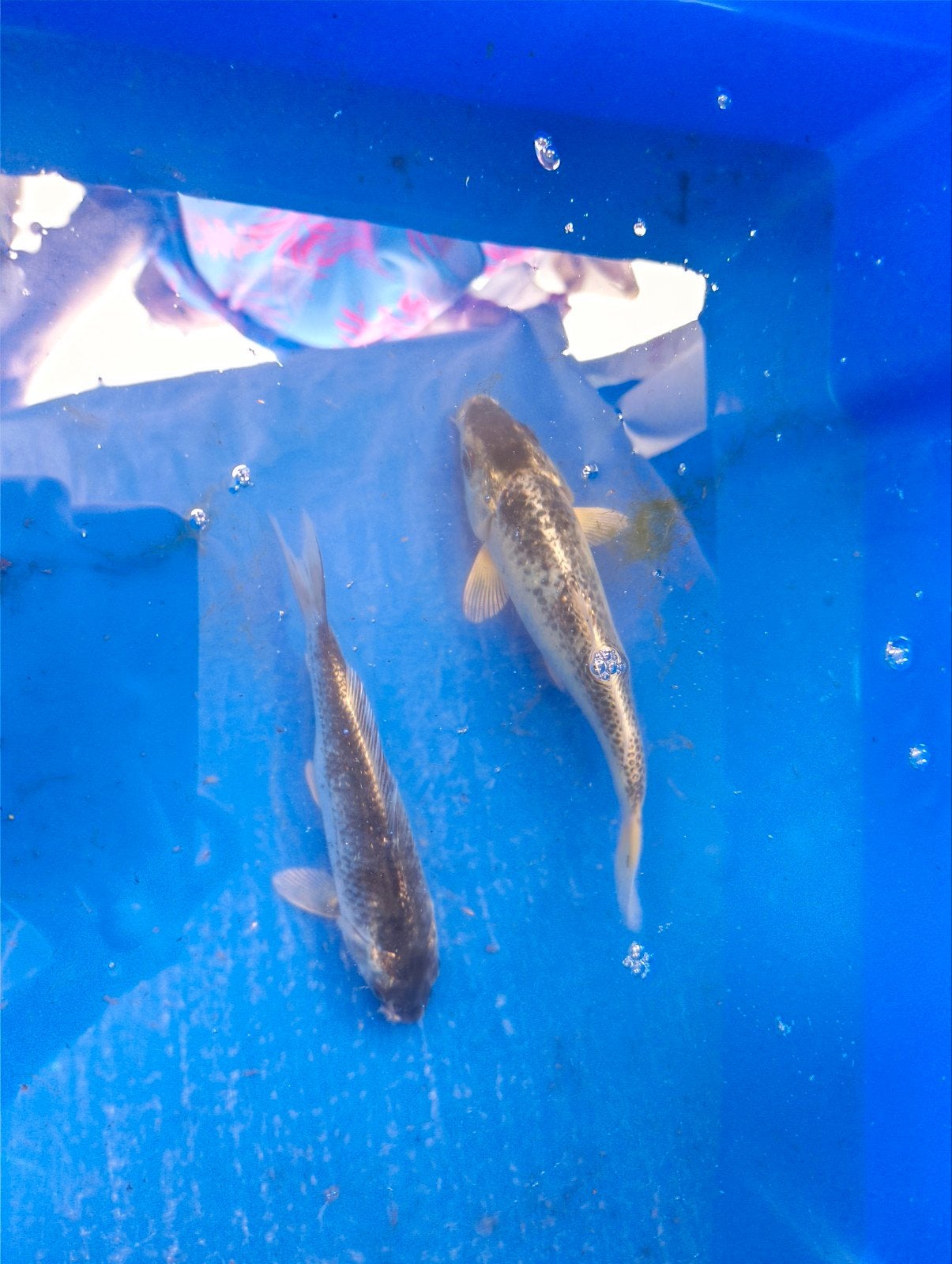 koï