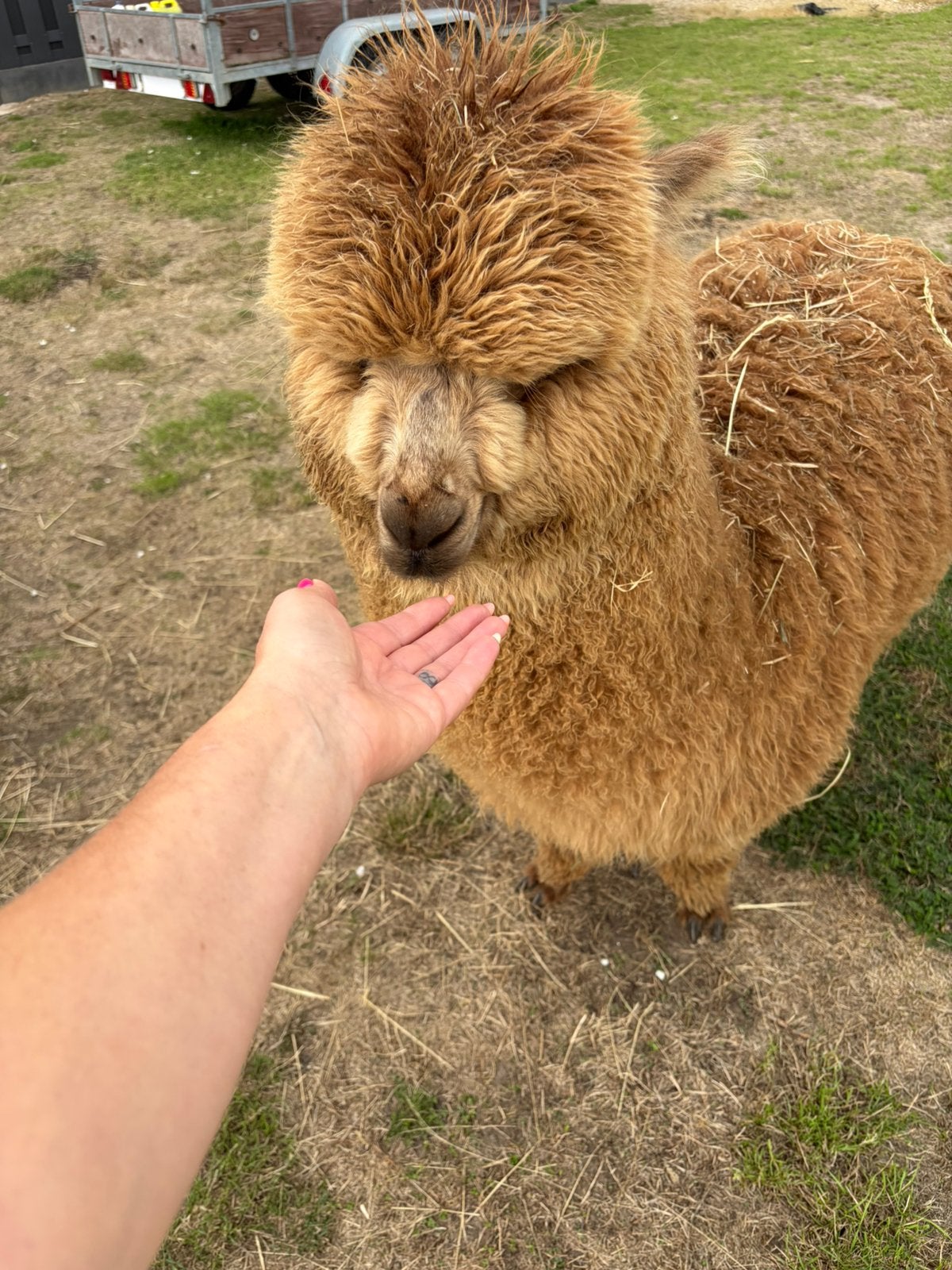 Alpaca Hengst, Dieren en Toebehoren, Juli, Mannelijk